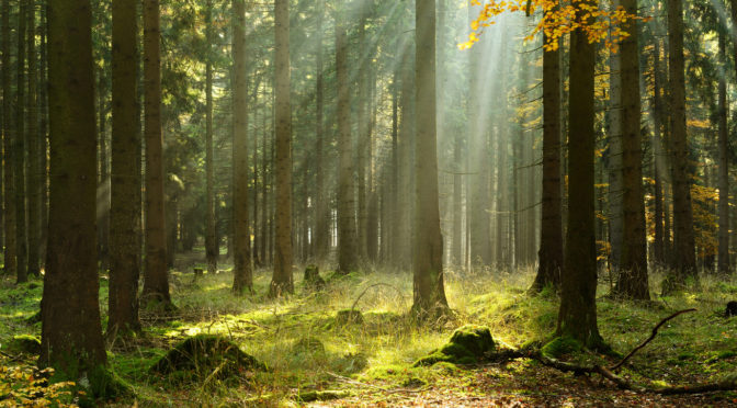KÖZLEMÉNY körzeti erdőtervezési eljárás megindításáról